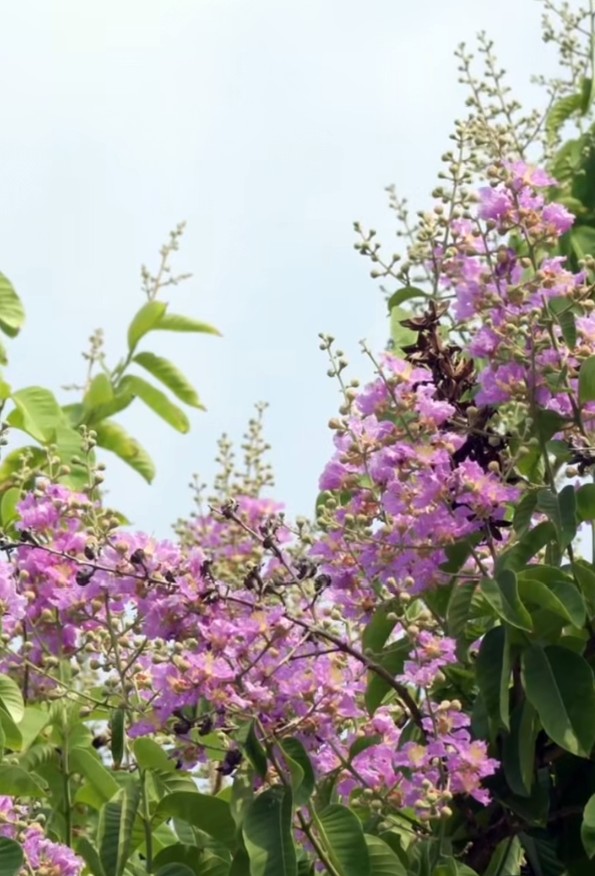 banaba