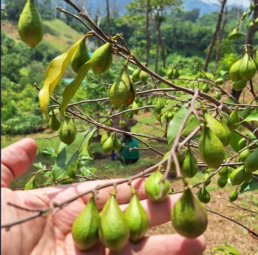 Breakthrough in Agarwood Cultivation: Dendrotonics Unveils AI-Driven Protocols